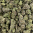Glitter Biscotti bulk THCA flower — Plain Jane 1 lb