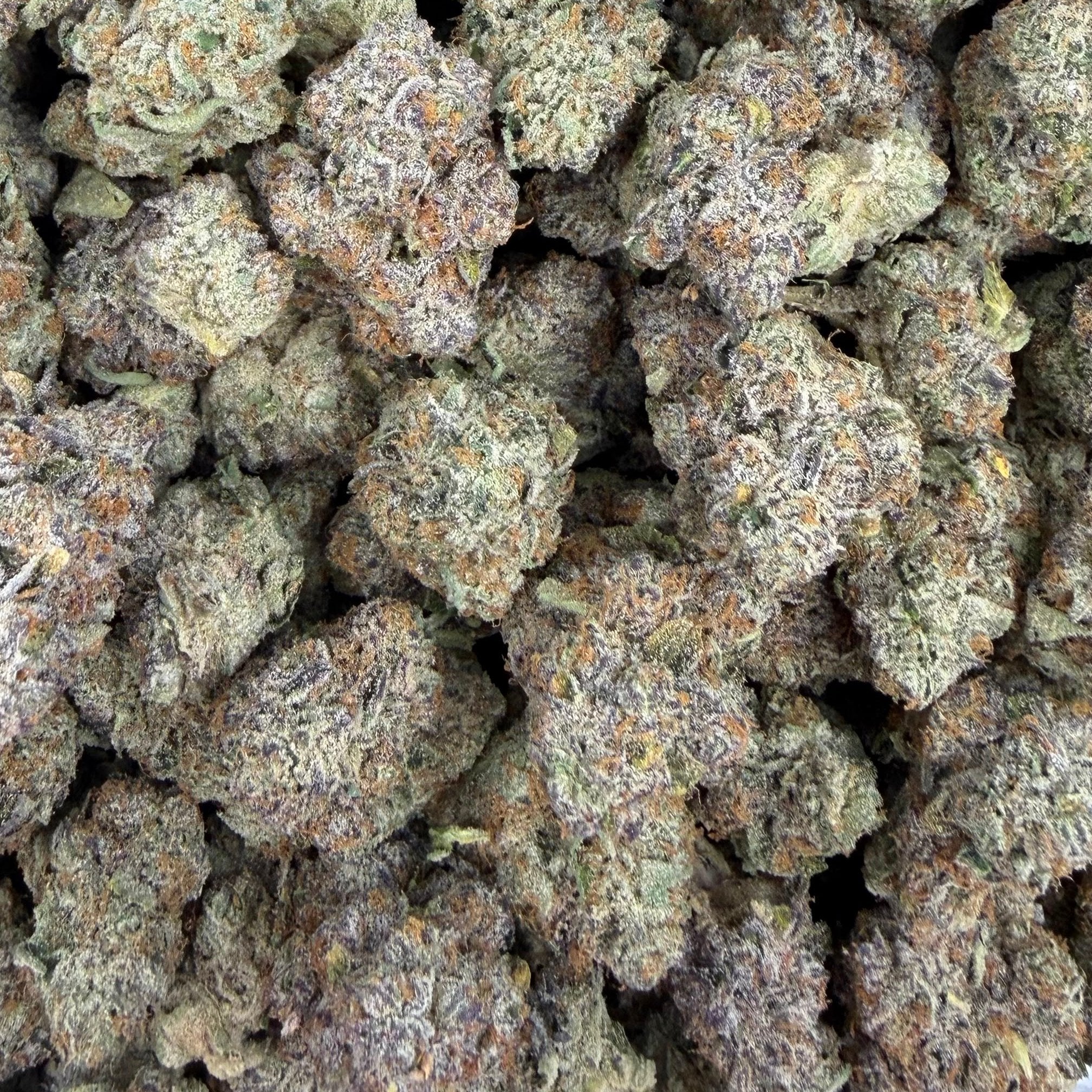 Glitter Bomb bulk THCA flower — Plain Jane 1 lb
