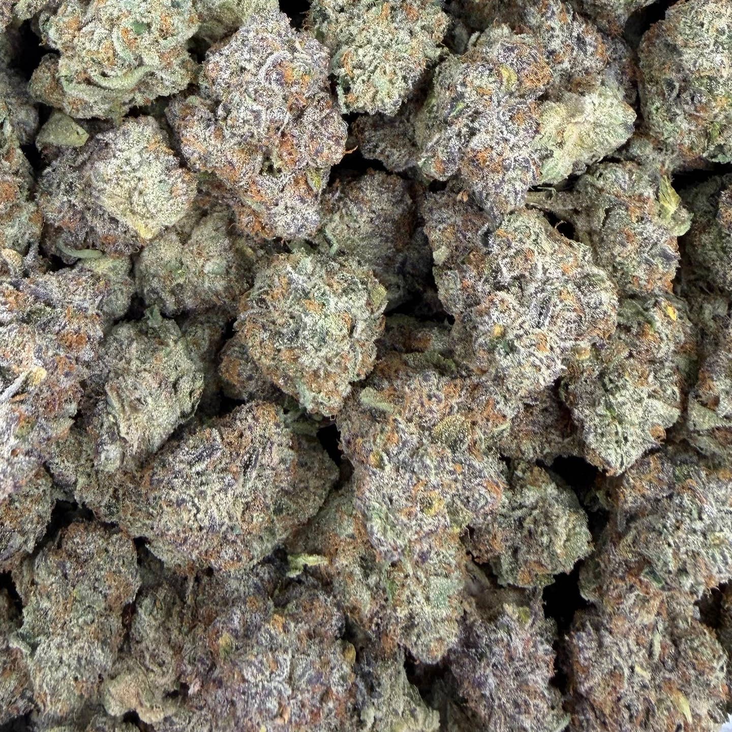 Glitter Bomb bulk THCA flower — Plain Jane 1 lb