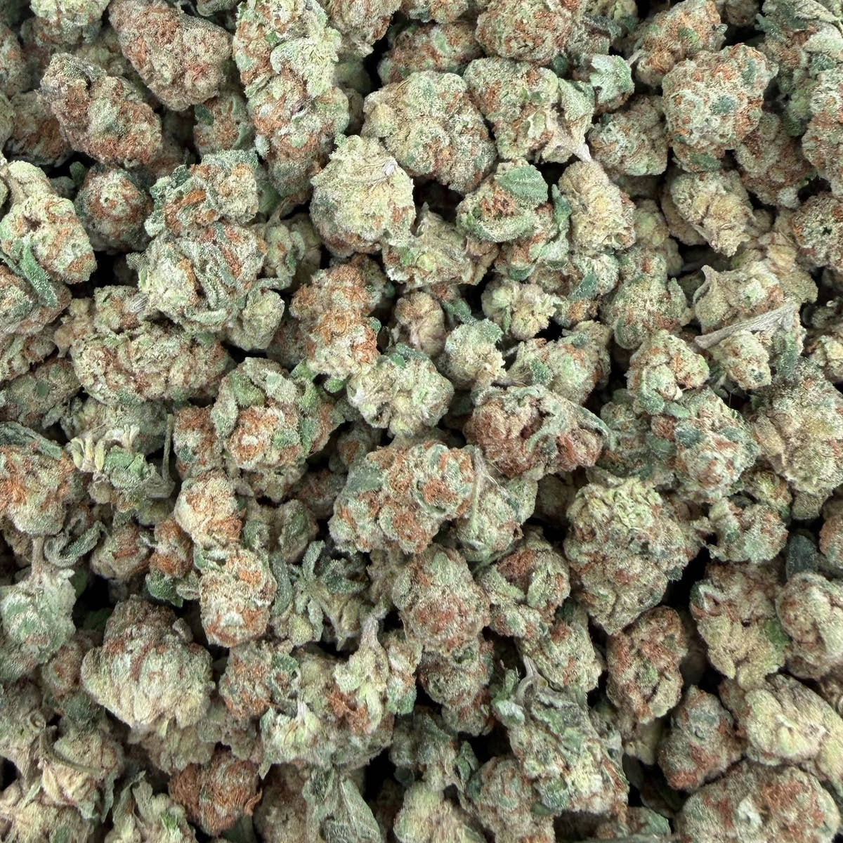 Glitter Bomb bulk THCA flower — Plain Jane 1 lb