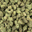 Glitter Bomb bulk THCA flower — Plain Jane 1 lb