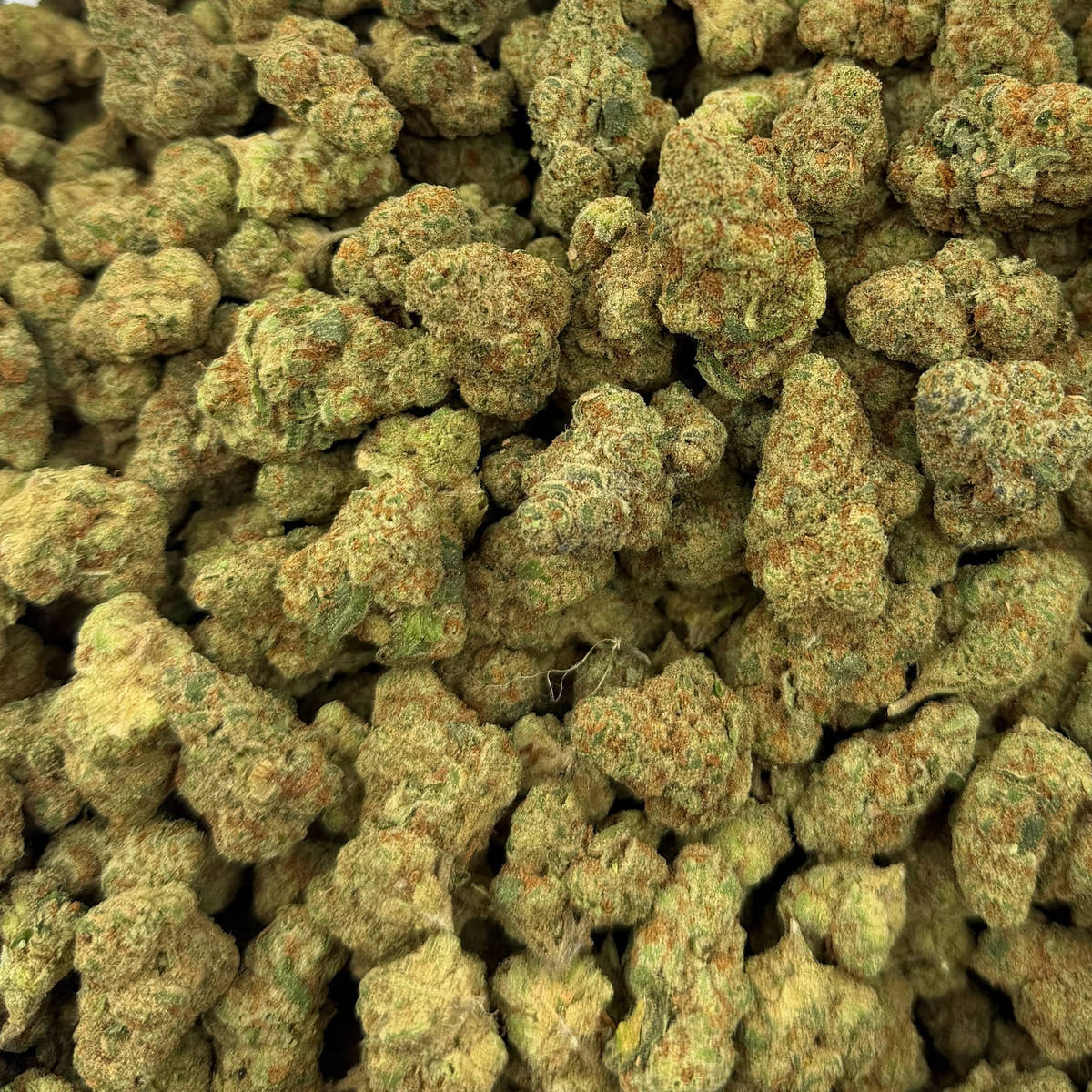 Glitter Bomb bulk THCA flower — Plain Jane 1 lb