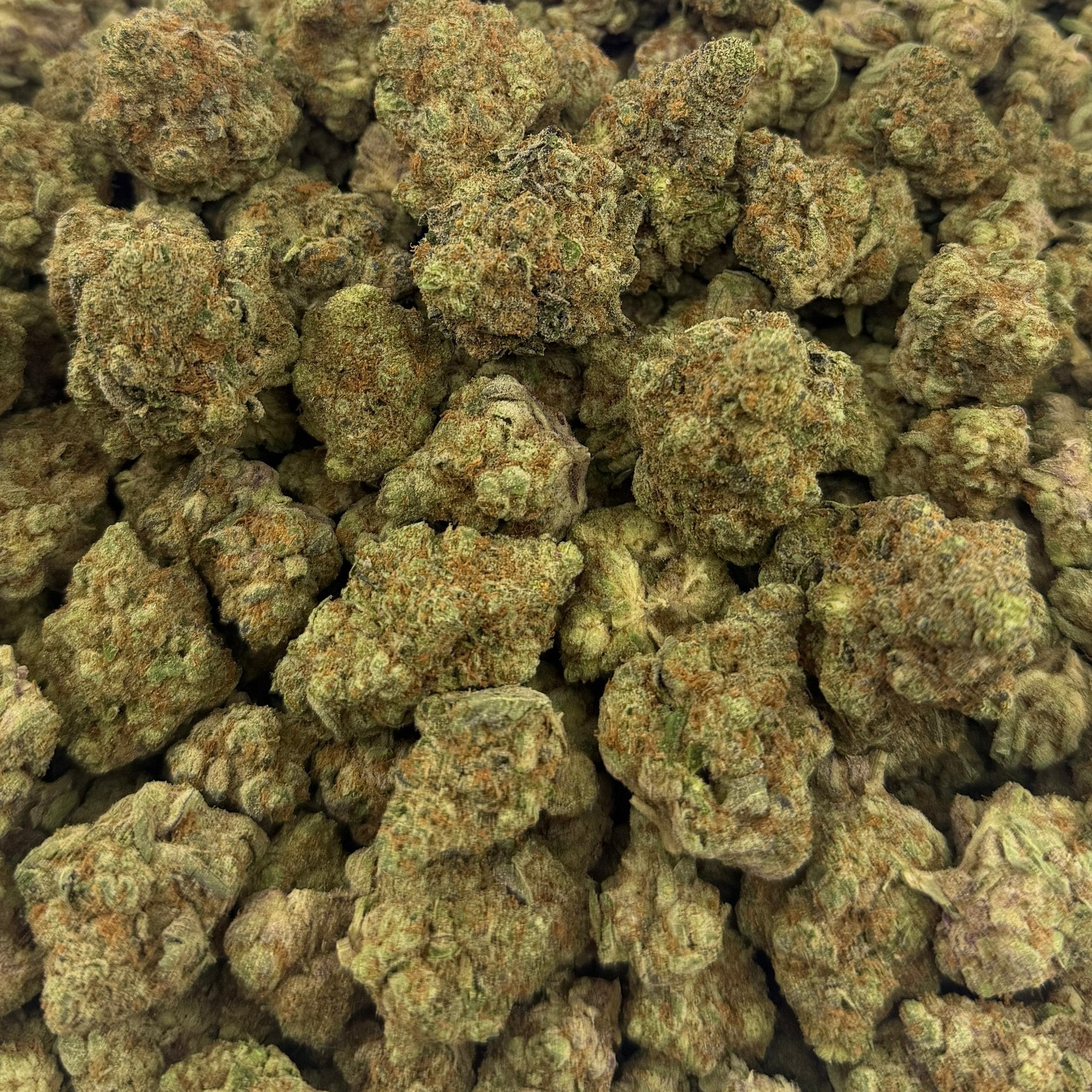Glitterati bulk THCA flower — Plain Jane 1 lb
