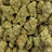 Glue Train bulk THCA flower — Plain Jane 1 lb