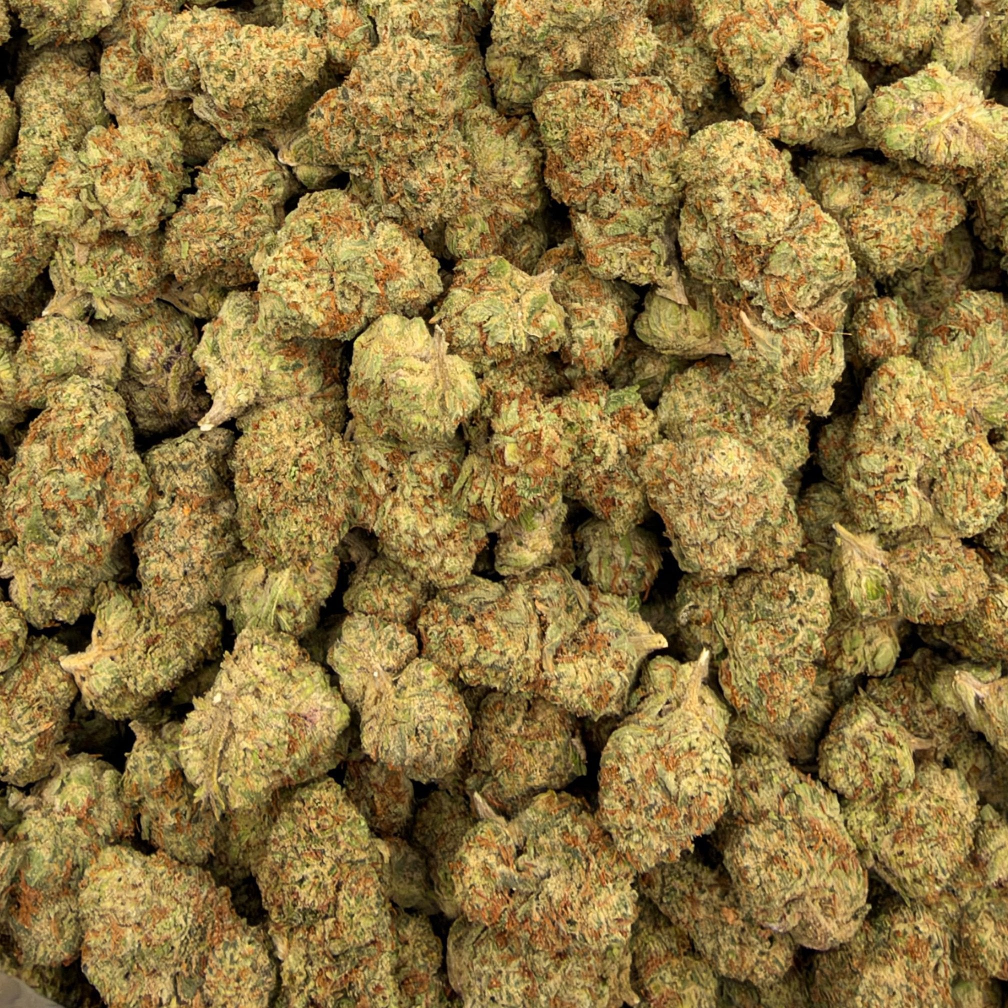 Glue Train bulk THCA flower — Plain Jane 1 lb