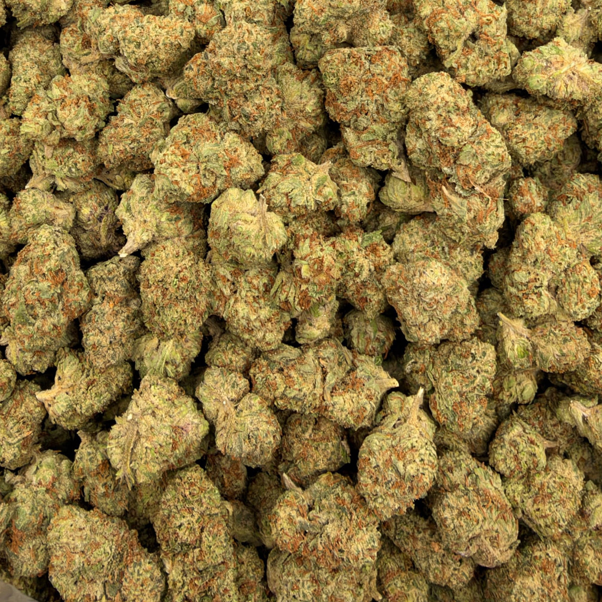Glue Train bulk THCA flower — Plain Jane 1 lb