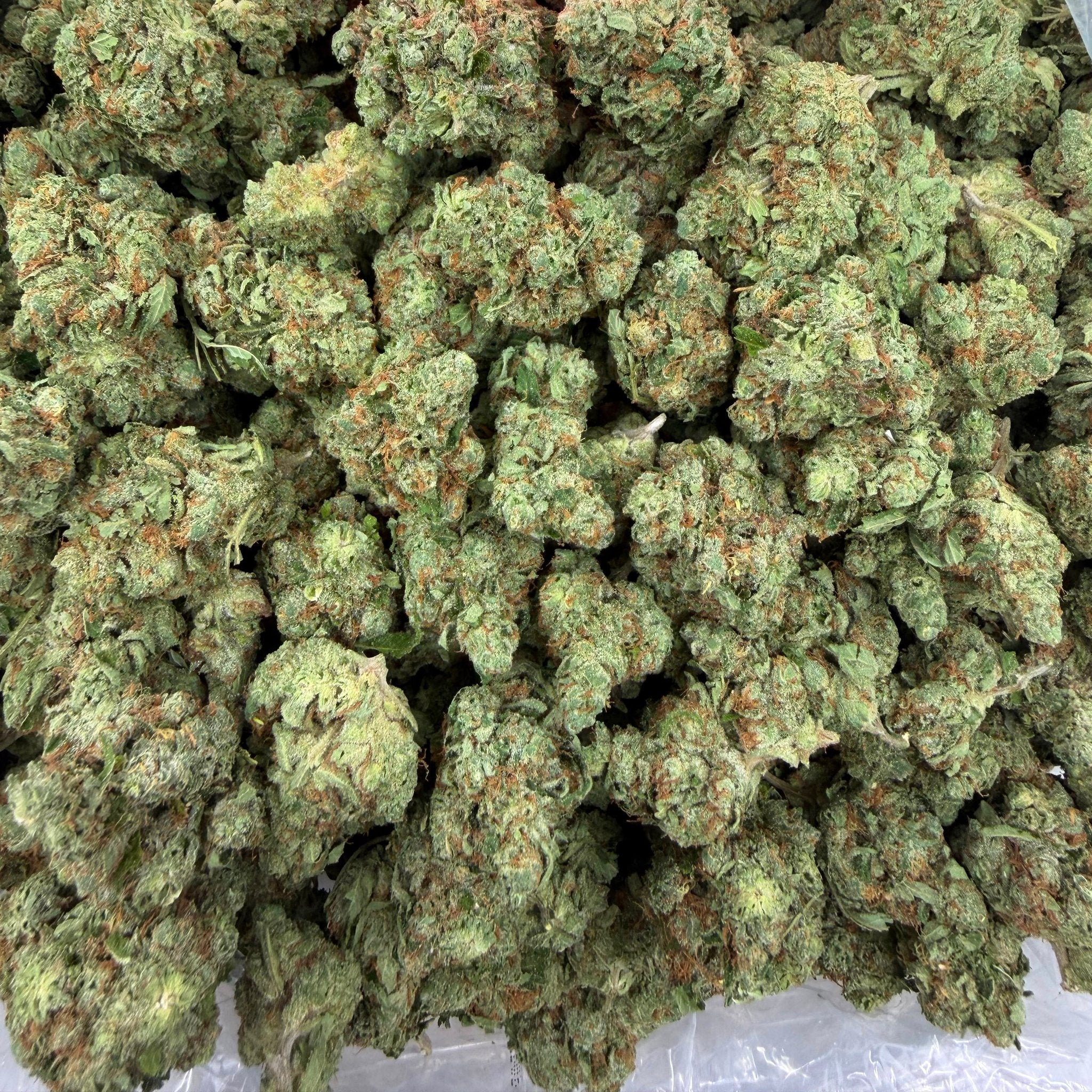 GMO bulk THCA flower — Plain Jane 1 lb