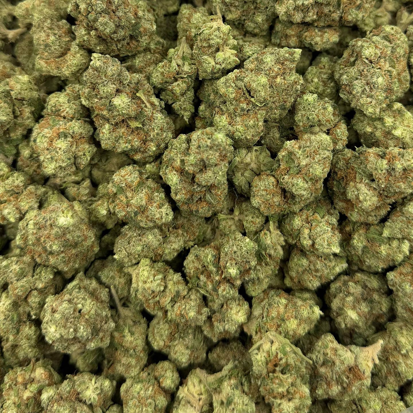 GMO bulk THCA flower — Plain Jane 1 lb