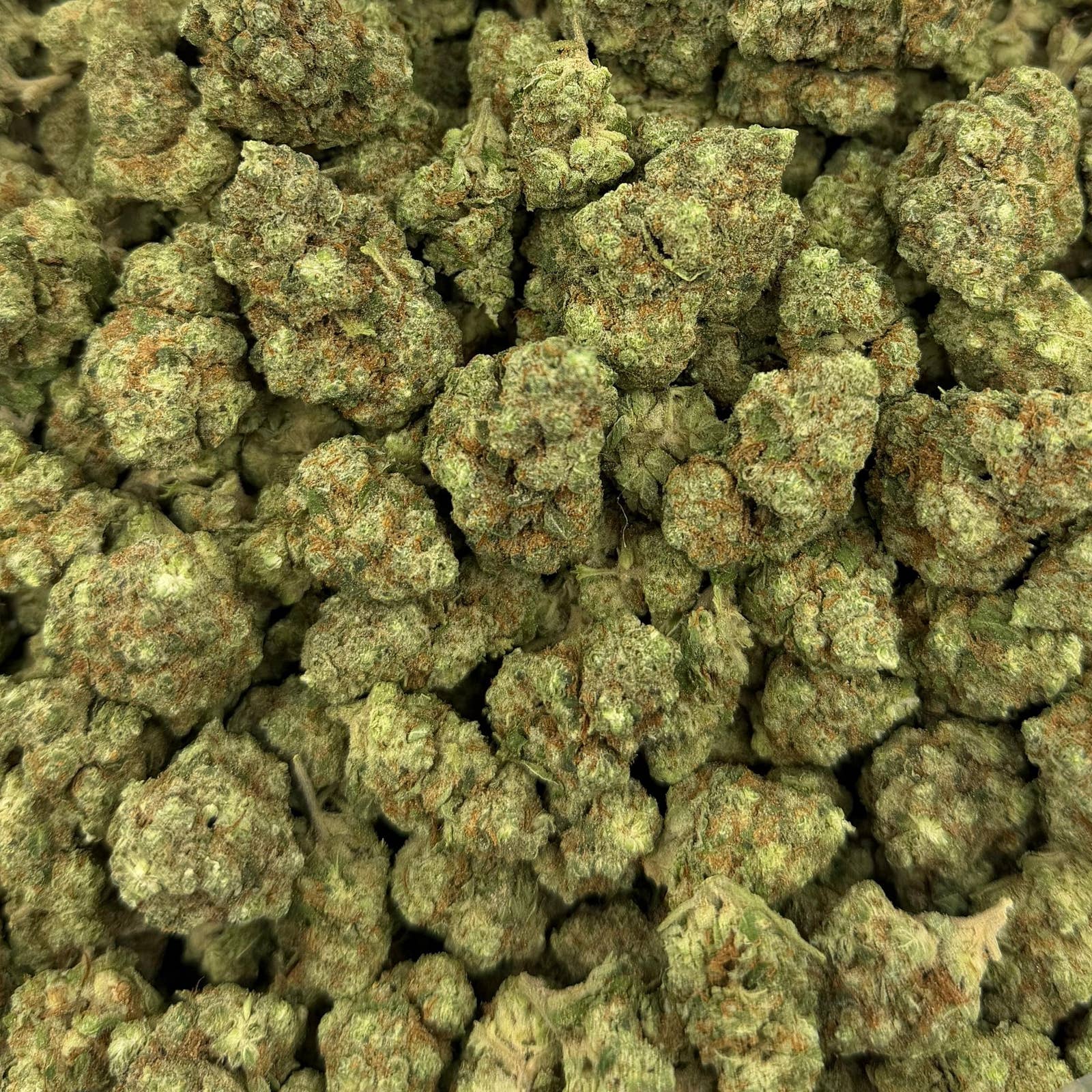 GMO bulk THCA flower — Plain Jane 1 lb