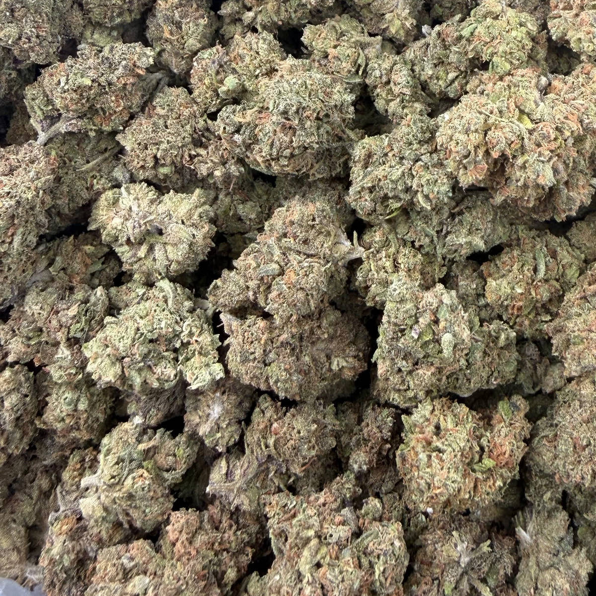GMO bulk THCA flower — Plain Jane 1 lb