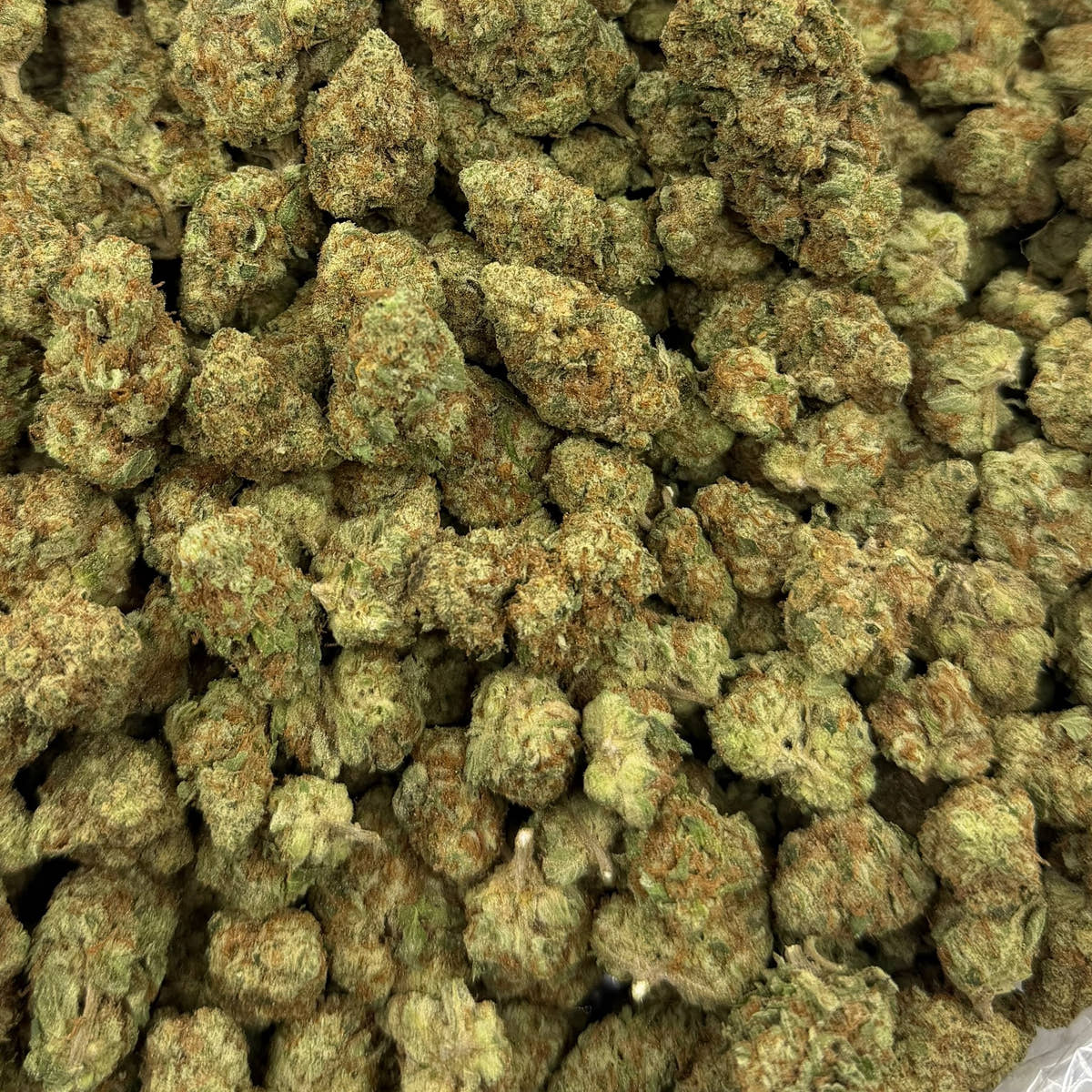 GMO bulk THCA flower — Plain Jane 1 lb