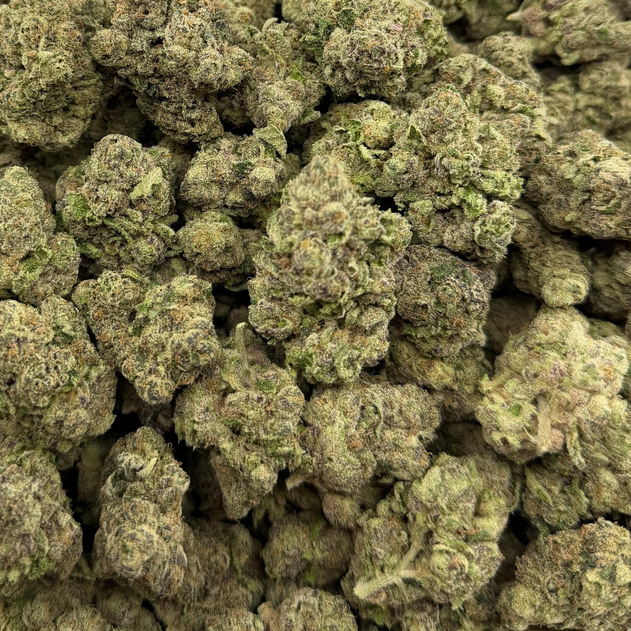 Gold Punch bulk THCA flower — Plain Jane 1 lb