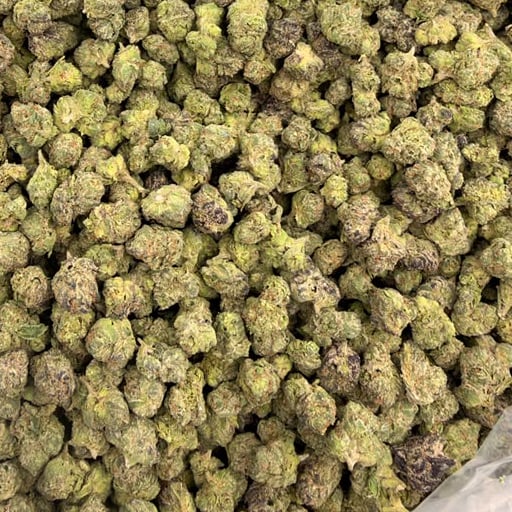 Gold Punch bulk THCA flower — Plain Jane 1 lb