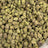 Gold Punch bulk THCA flower — Plain Jane 1 lb