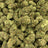 Golden Papaya bulk THCA flower — Plain Jane 1 lb