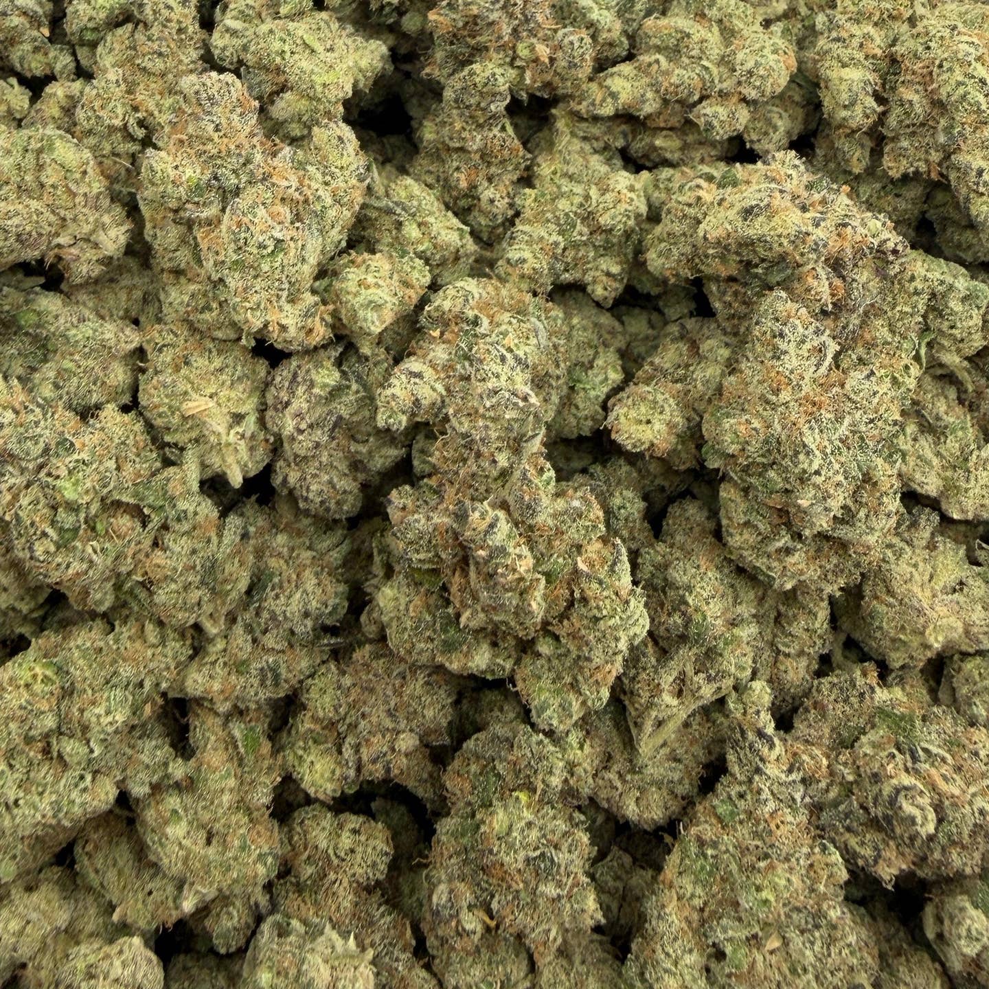 Gorilla Glue bulk THCA flower — Plain Jane 1 lb