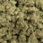 Gorilla Glue bulk THCA flower — Plain Jane 1 lb