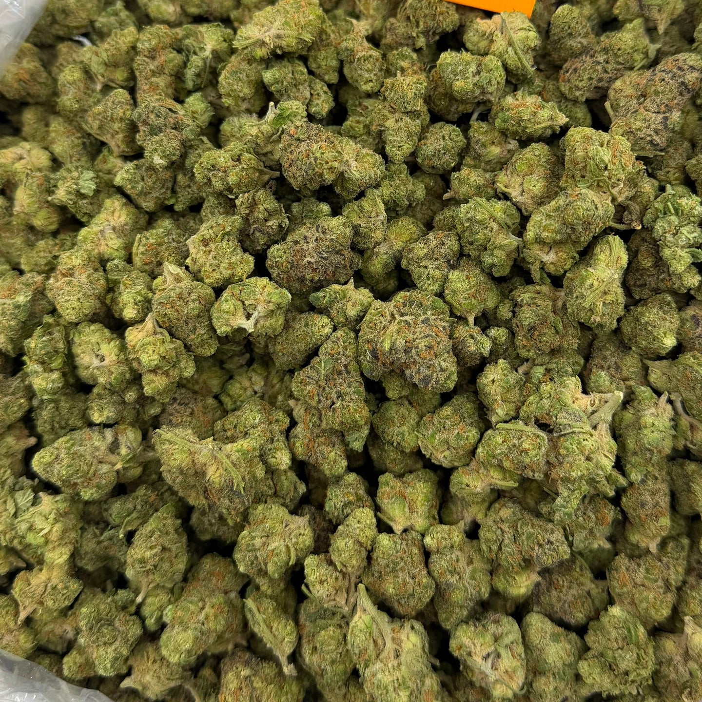 Goverment Oasis bulk THCA flower — Plain Jane 1 lb