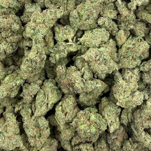 Goverment Oasis bulk THCA flower — Plain Jane 1 lb