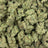 Goverment Oasis bulk THCA flower — Plain Jane 1 lb