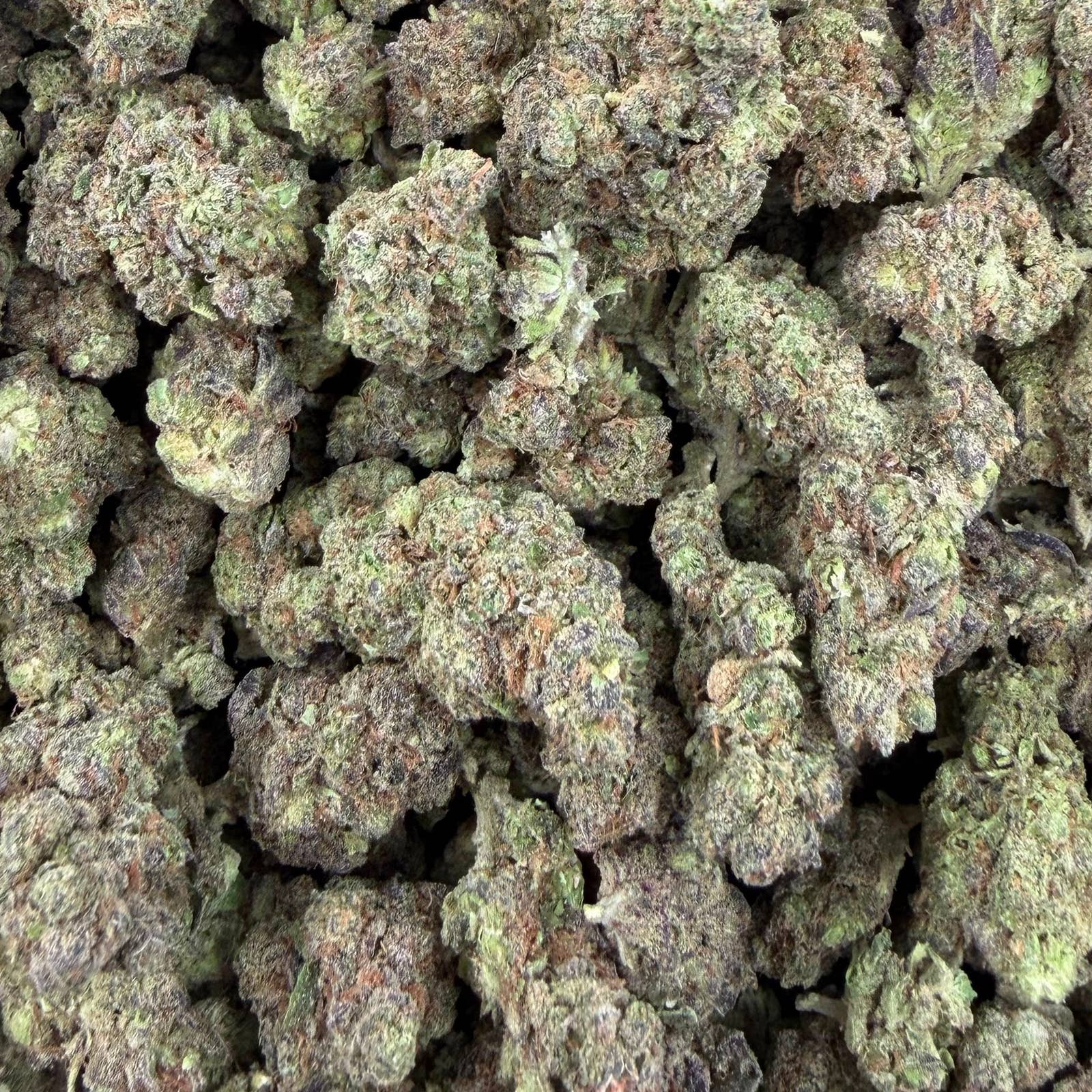 Goverment Oasis bulk THCA flower — Plain Jane 1 lb