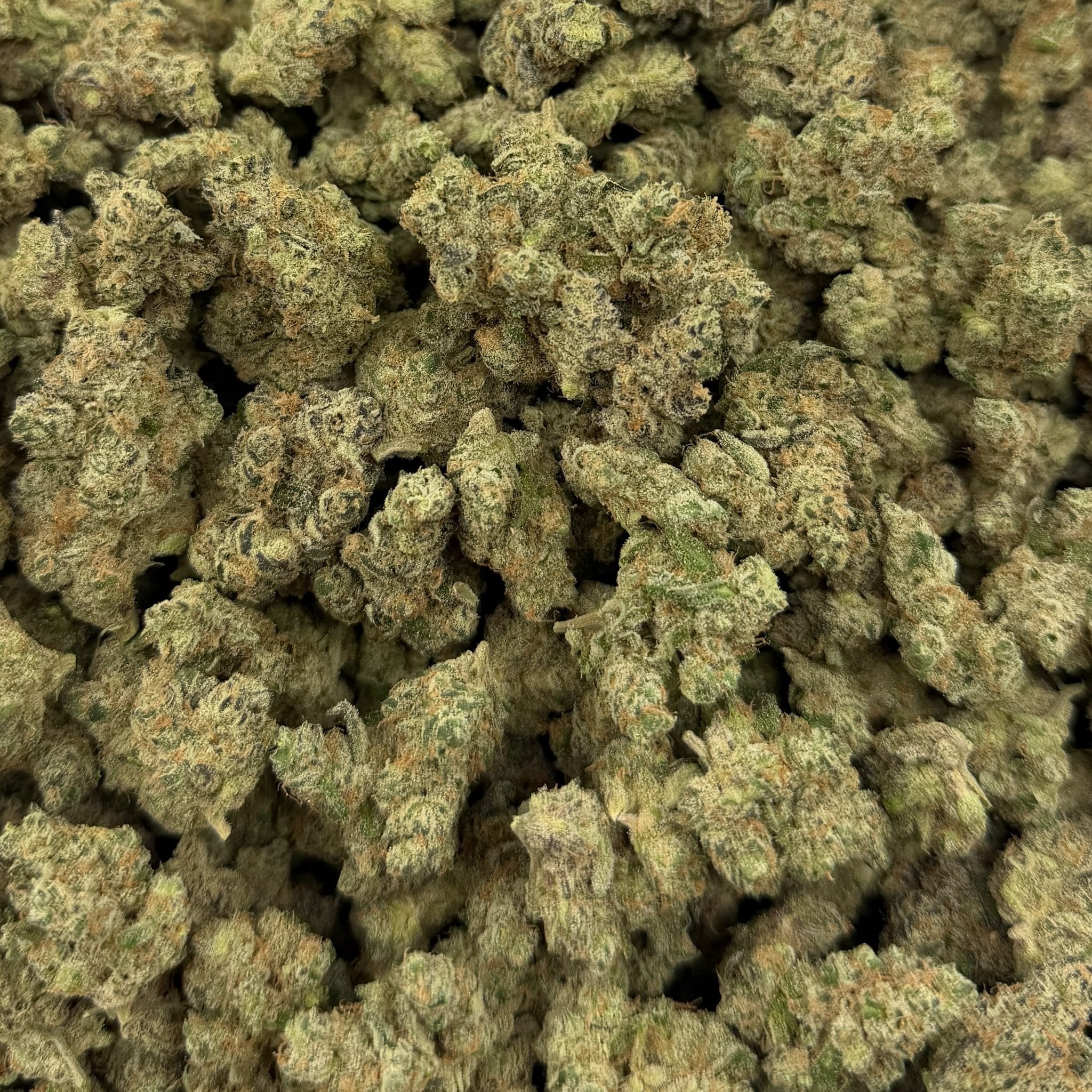 Goverment Oasis bulk THCA flower — Plain Jane 1 lb