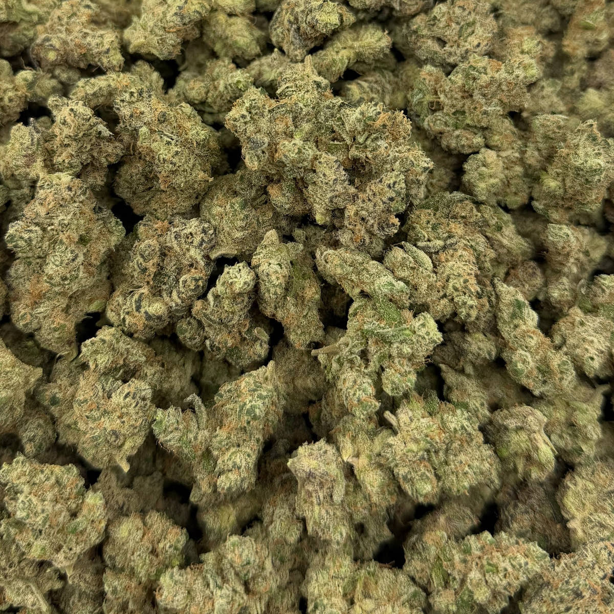 Goverment Oasis bulk THCA flower — Plain Jane 1 lb