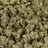 Goverment Oasis bulk THCA flower — Plain Jane 1 lb