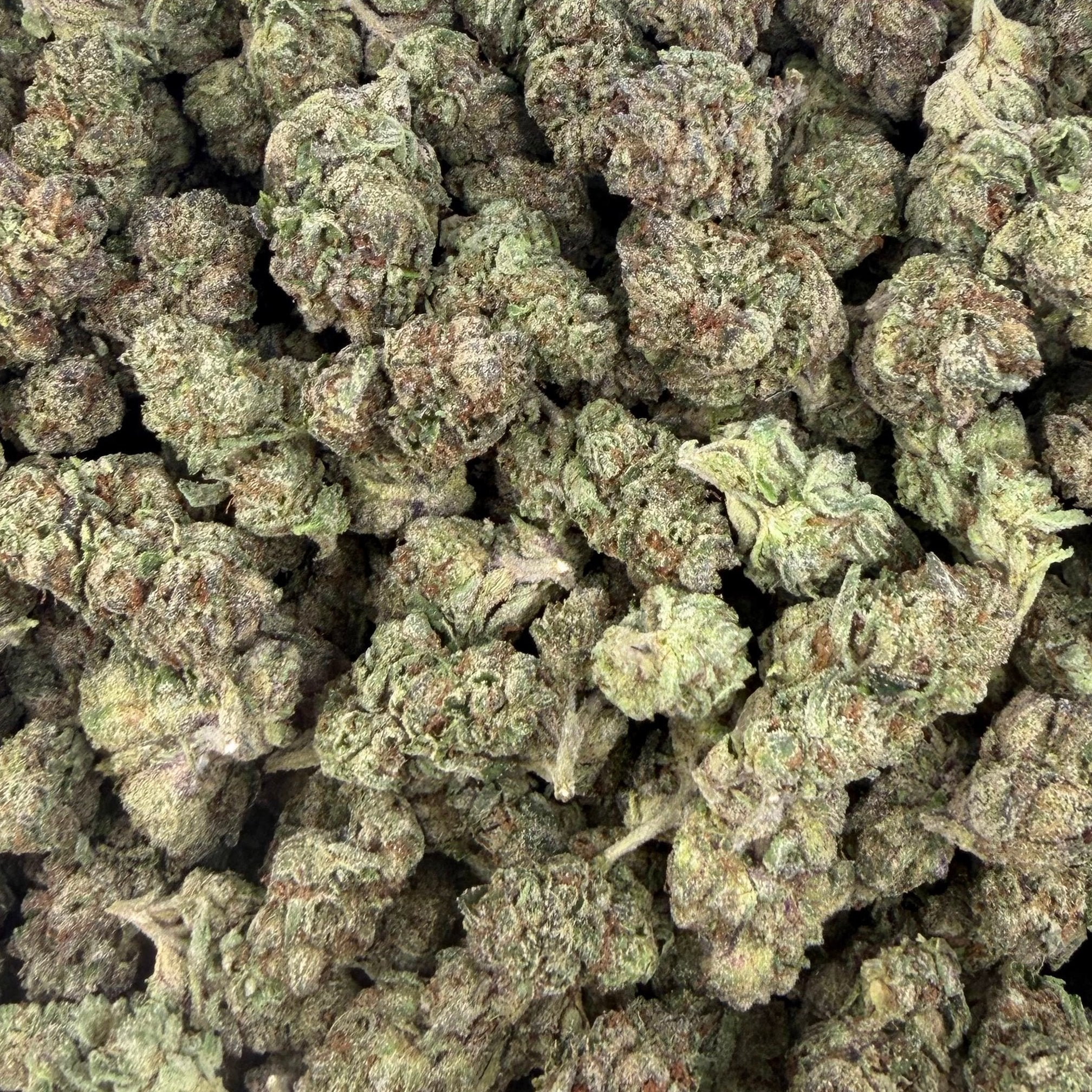 Grape Gas Mask bulk THCA flower — Plain Jane 1 lb