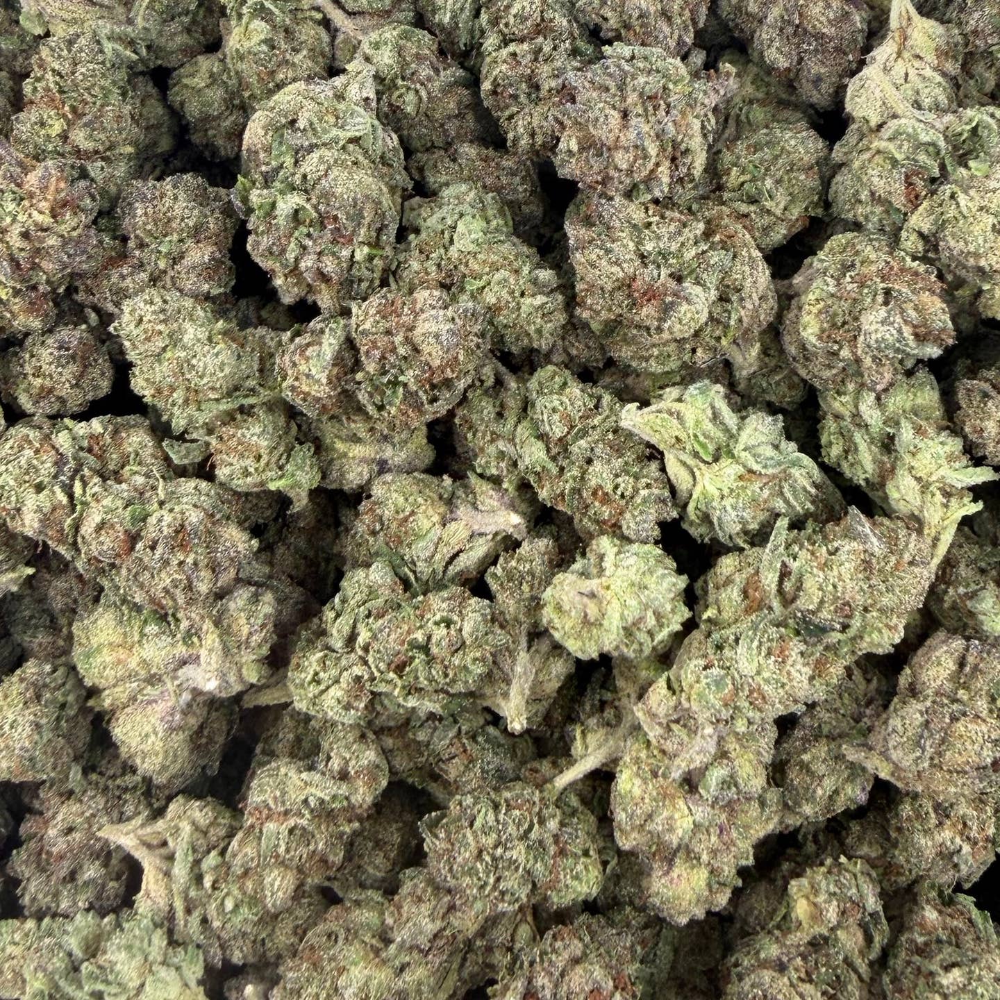 Grape Gas Mask bulk THCA flower — Plain Jane 1 lb