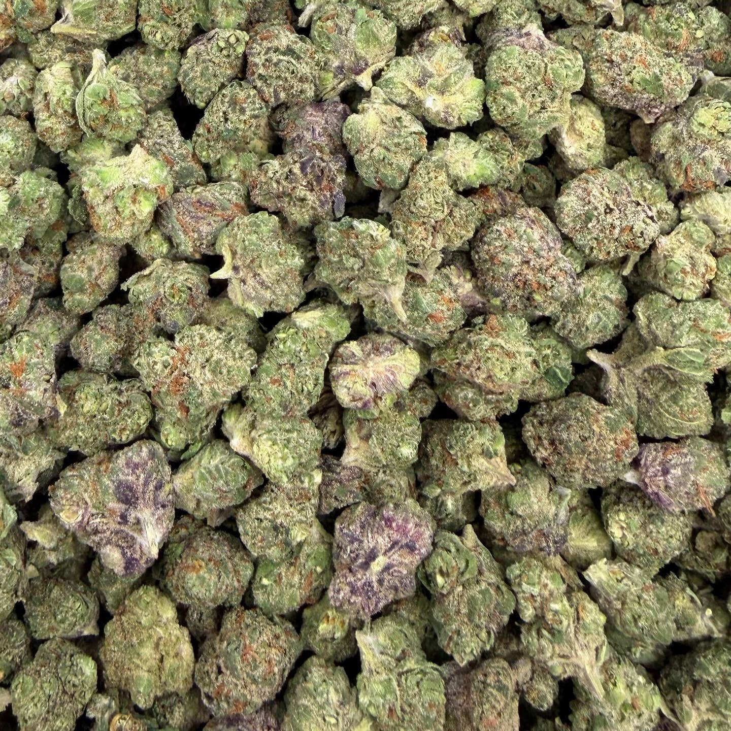 Grape Gas Mask bulk THCA flower — Plain Jane 1 lb