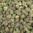 Grape Gas Mask bulk THCA flower — Plain Jane 1 lb