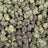 Grapefruit Diesel bulk THCA flower — Plain Jane 1 lb