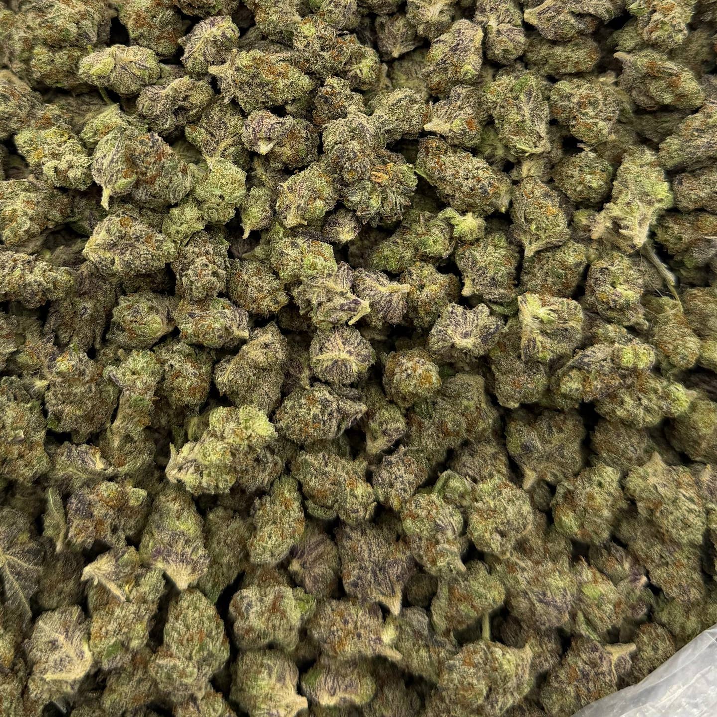 Grapefruit Diesel bulk THCA flower — Plain Jane 1 lb