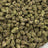 Grapefruit Diesel bulk THCA flower — Plain Jane 1 lb