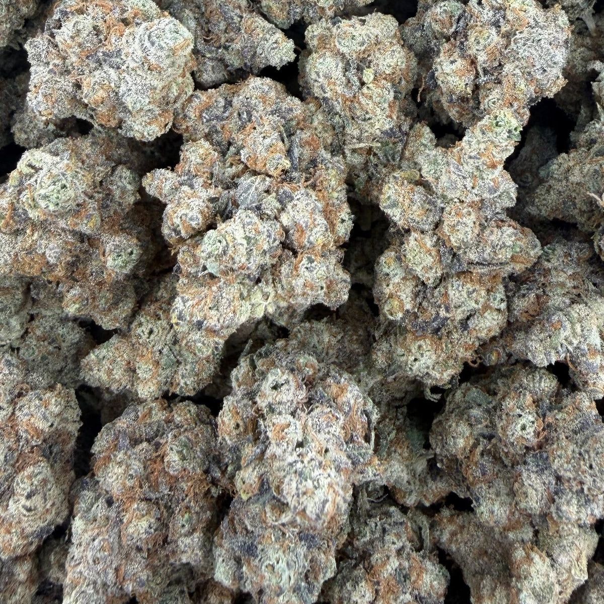 Grapefruit Diesel bulk THCA flower — Plain Jane 1 lb