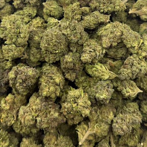 Green Gelato bulk THCA flower — Plain Jane 1 lb