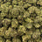 Green Gelato bulk THCA flower — Plain Jane 1 lb