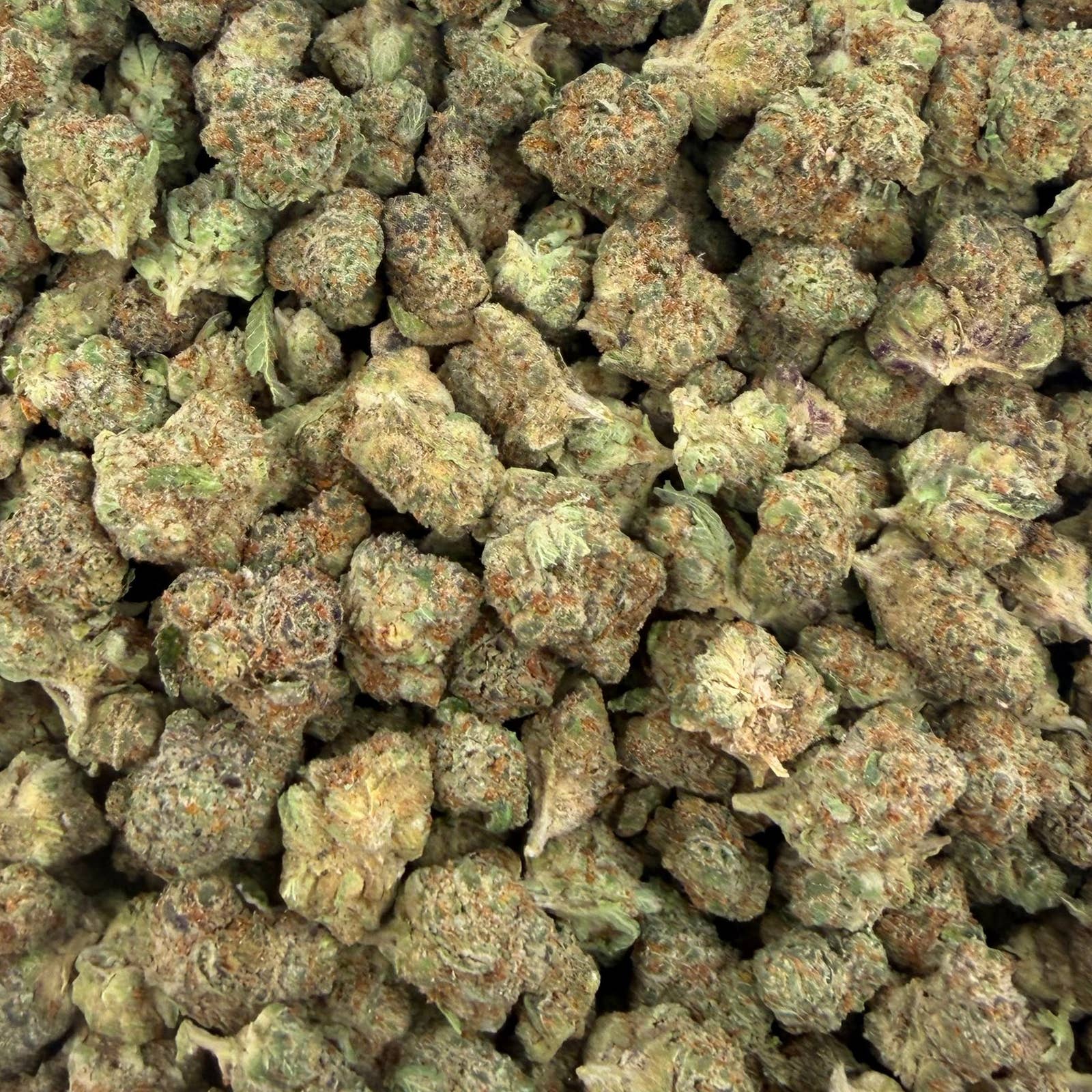 Gsc bulk THCA flower — Plain Jane 1 lb