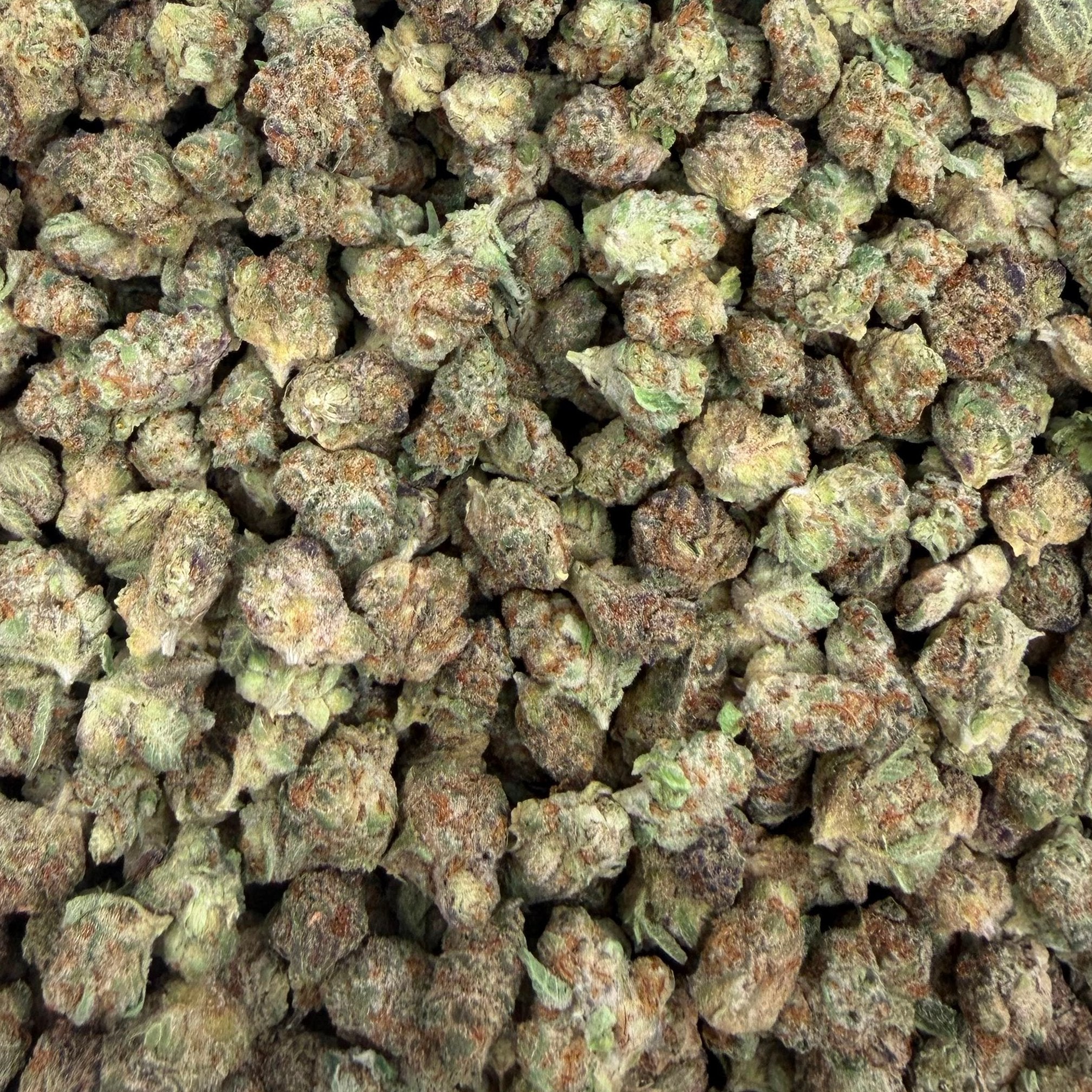 Gsc bulk THCA flower — Plain Jane 1 lb