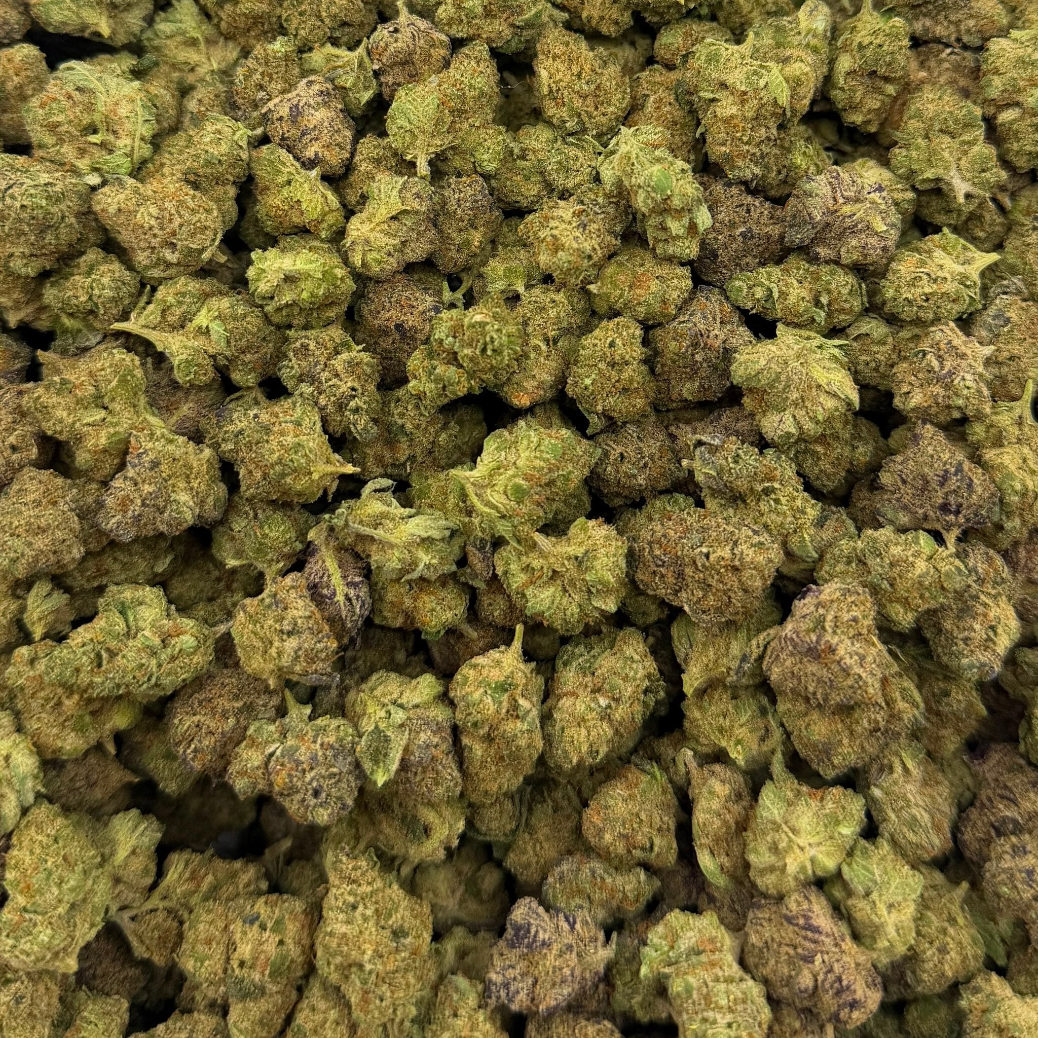 Gsc bulk THCA flower — Plain Jane 1 lb