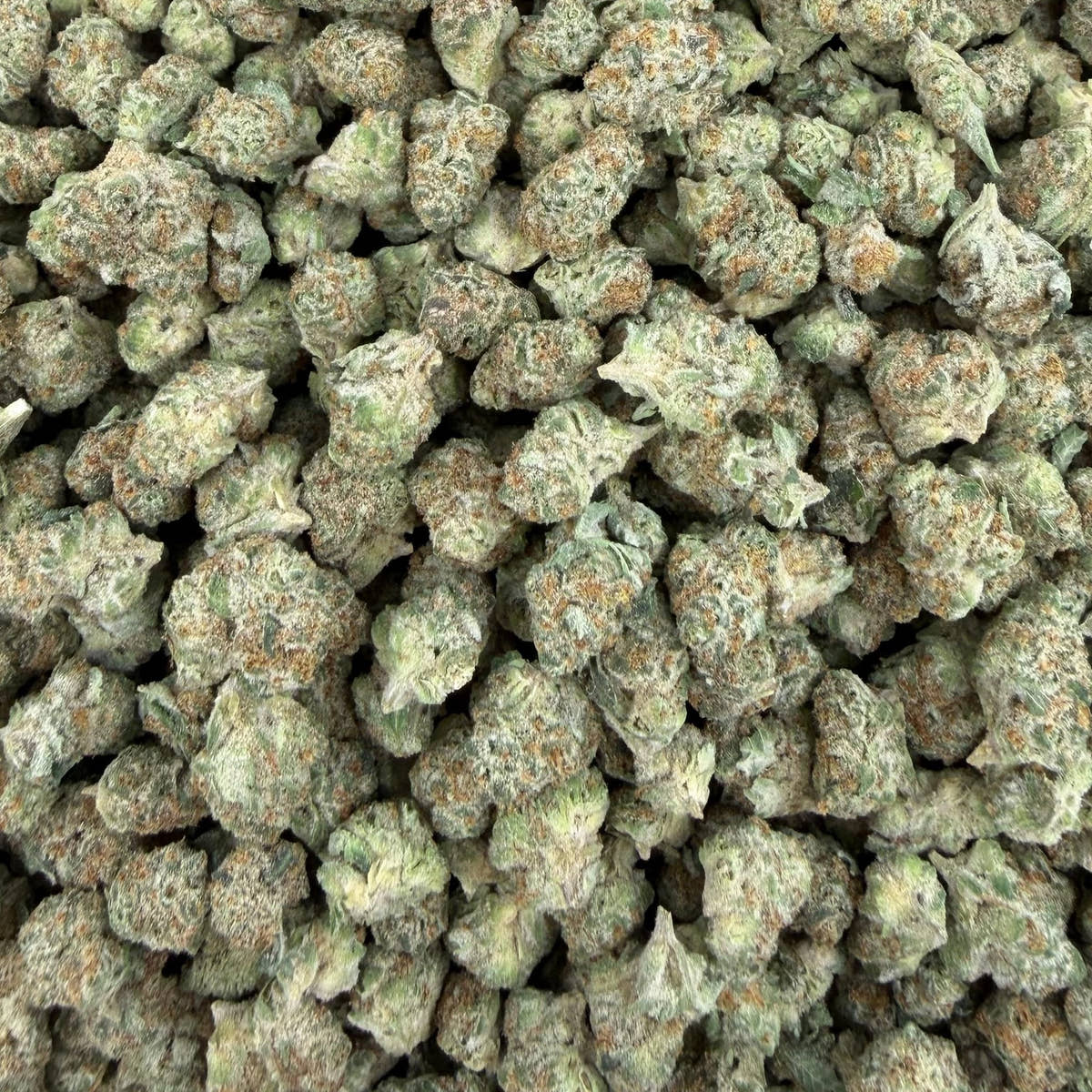 GSC bulk THCA flower — Plain Jane 1 lb