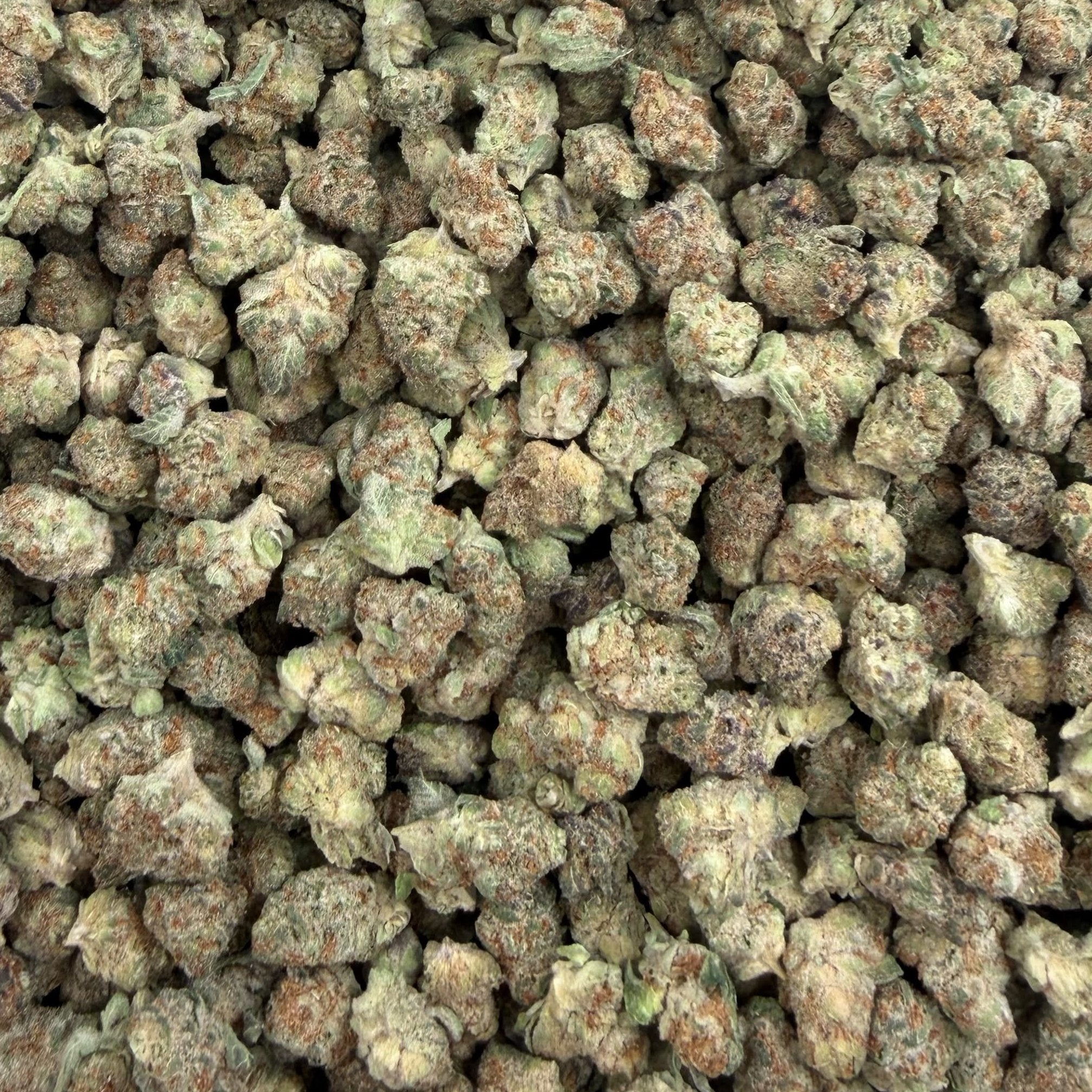 GSC bulk THCA flower — Plain Jane 1 lb