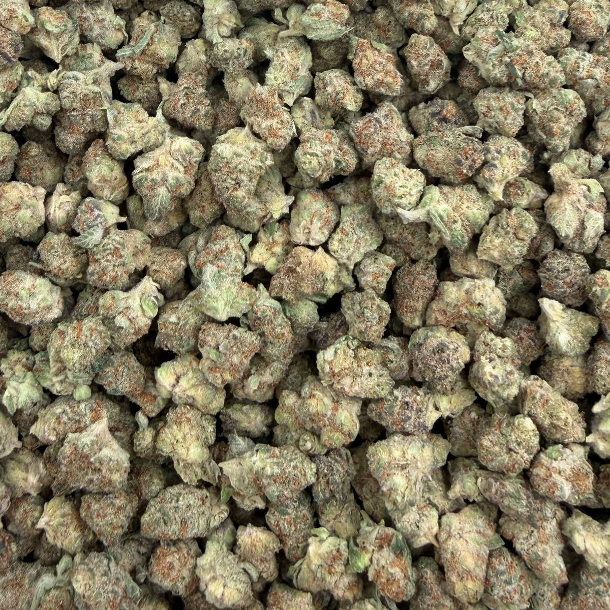 GSC bulk THCA flower — Plain Jane 1 lb