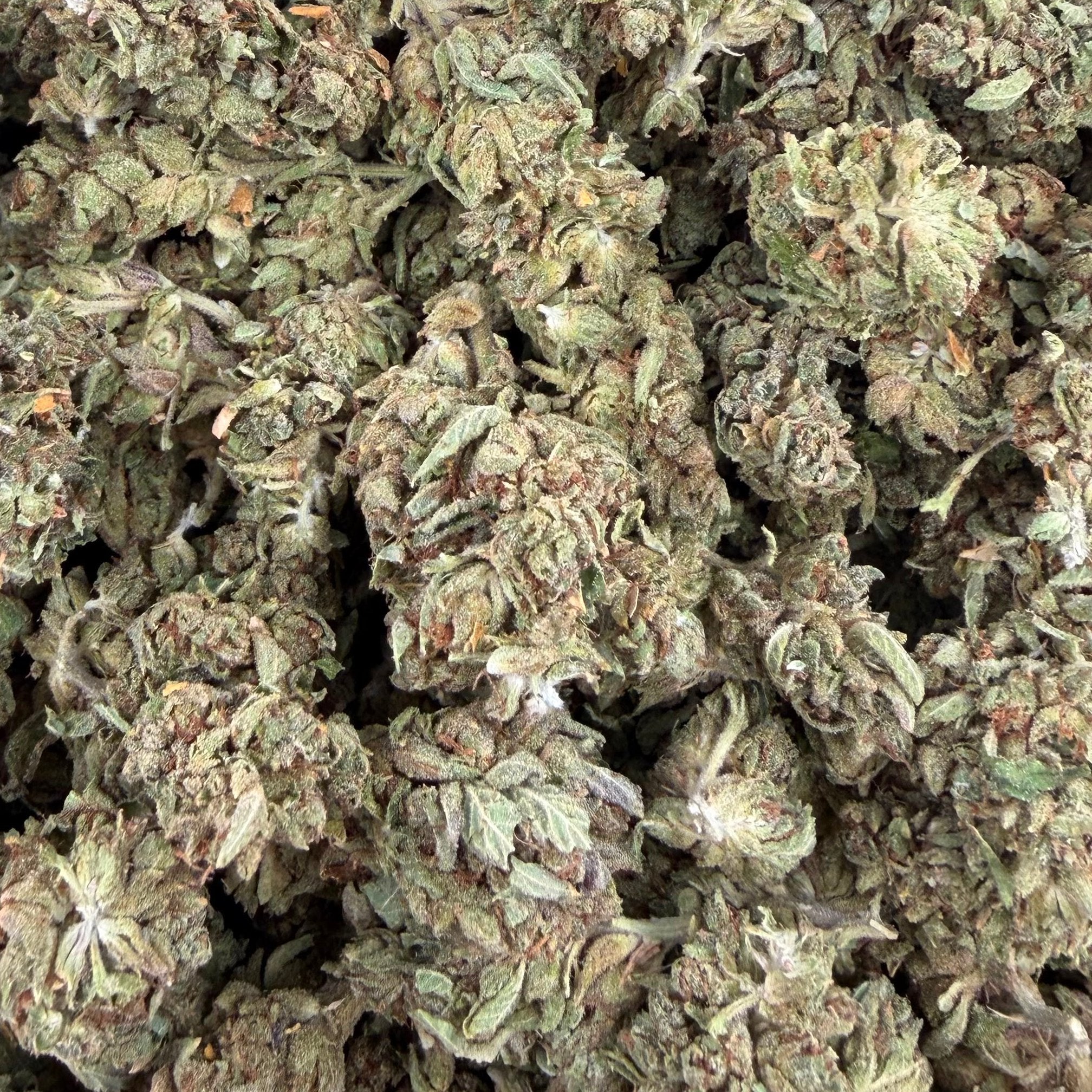 Guava Runtz bulk THCA flower — Plain Jane 1 lb