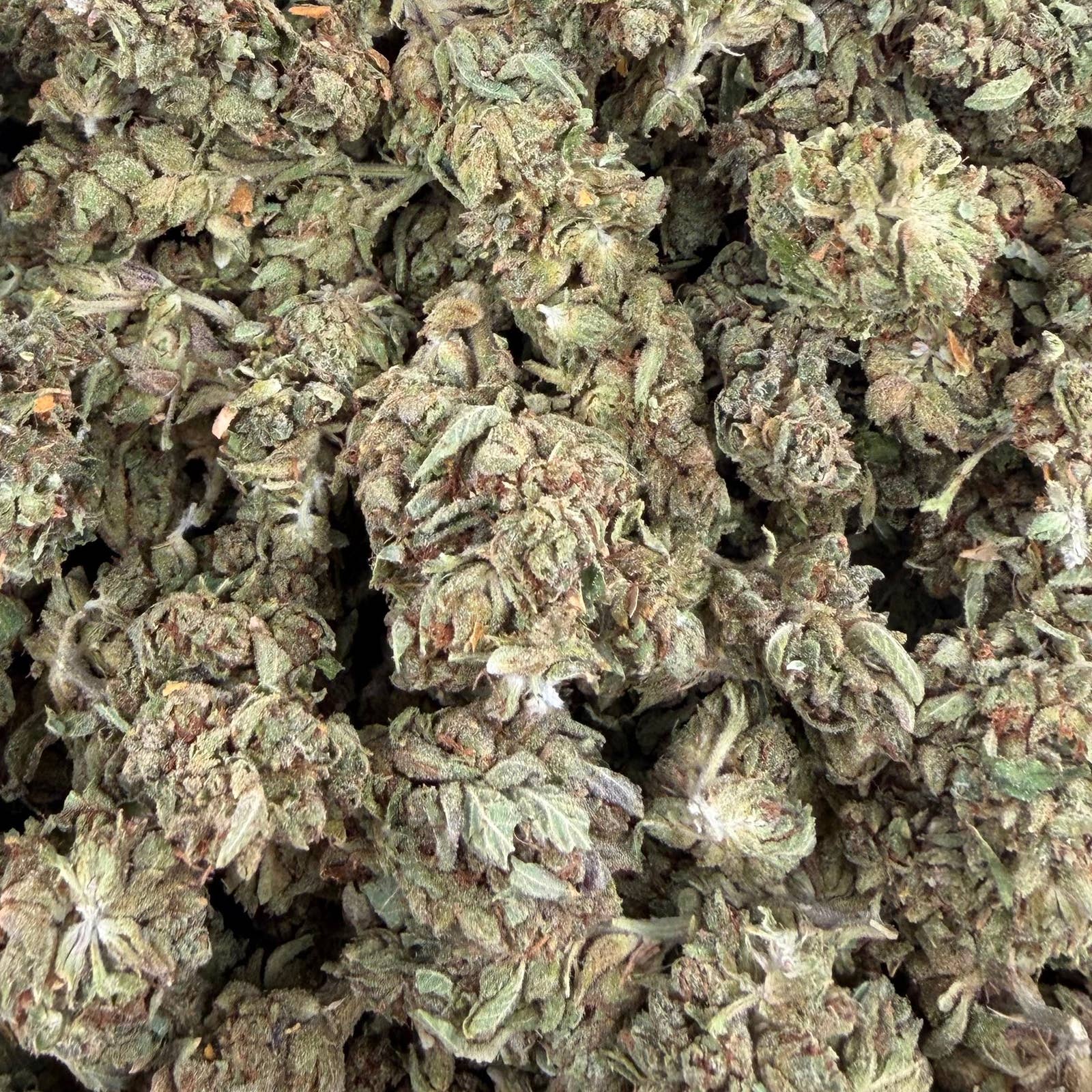 Guava Runtz bulk THCA flower — Plain Jane 1 lb