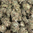 Guava Runtz bulk THCA flower — Plain Jane 1 lb