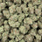 Guavaberries bulk THCA flower — Plain Jane 1 lb