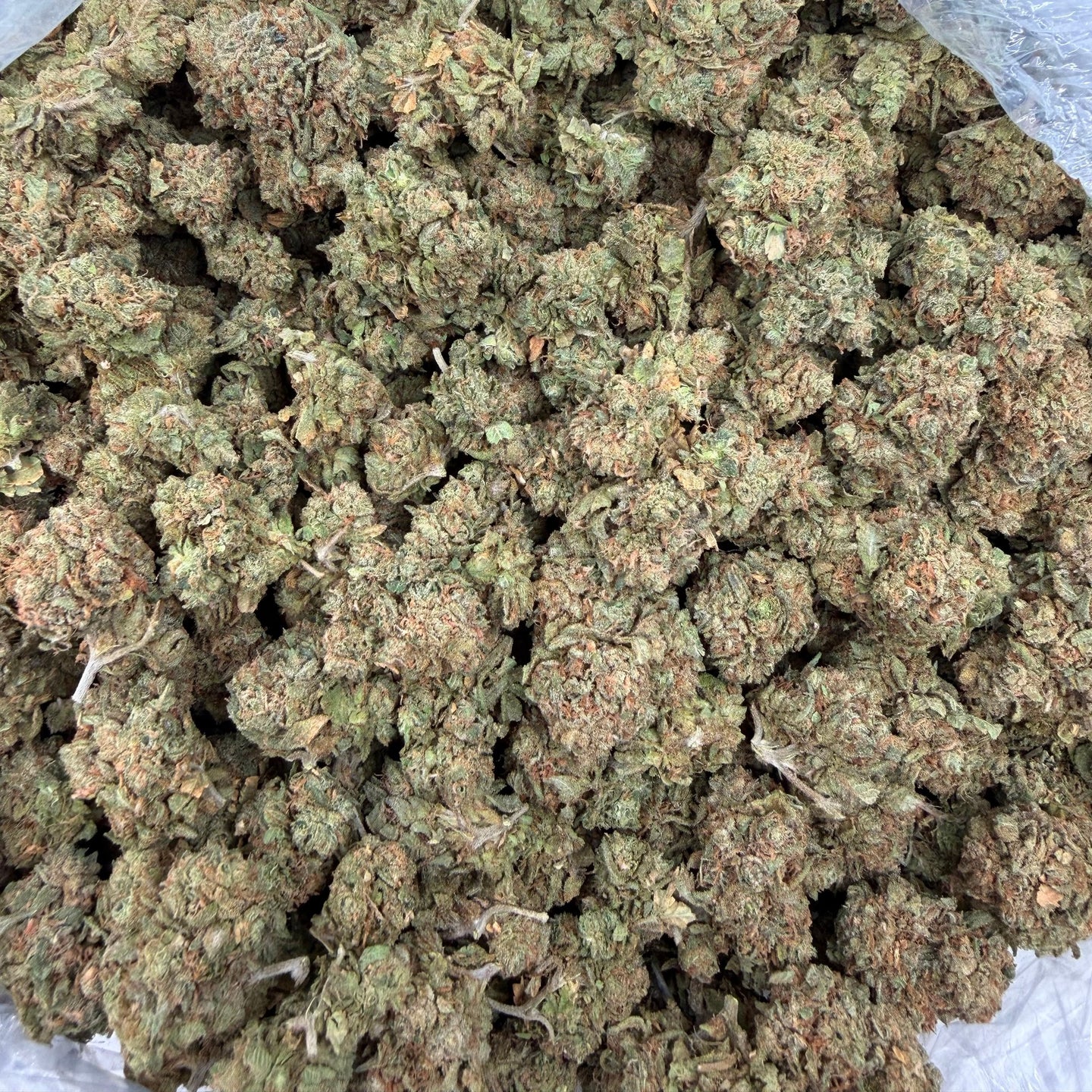 Guayaba bulk THCA flower — Plain Jane 1 lb