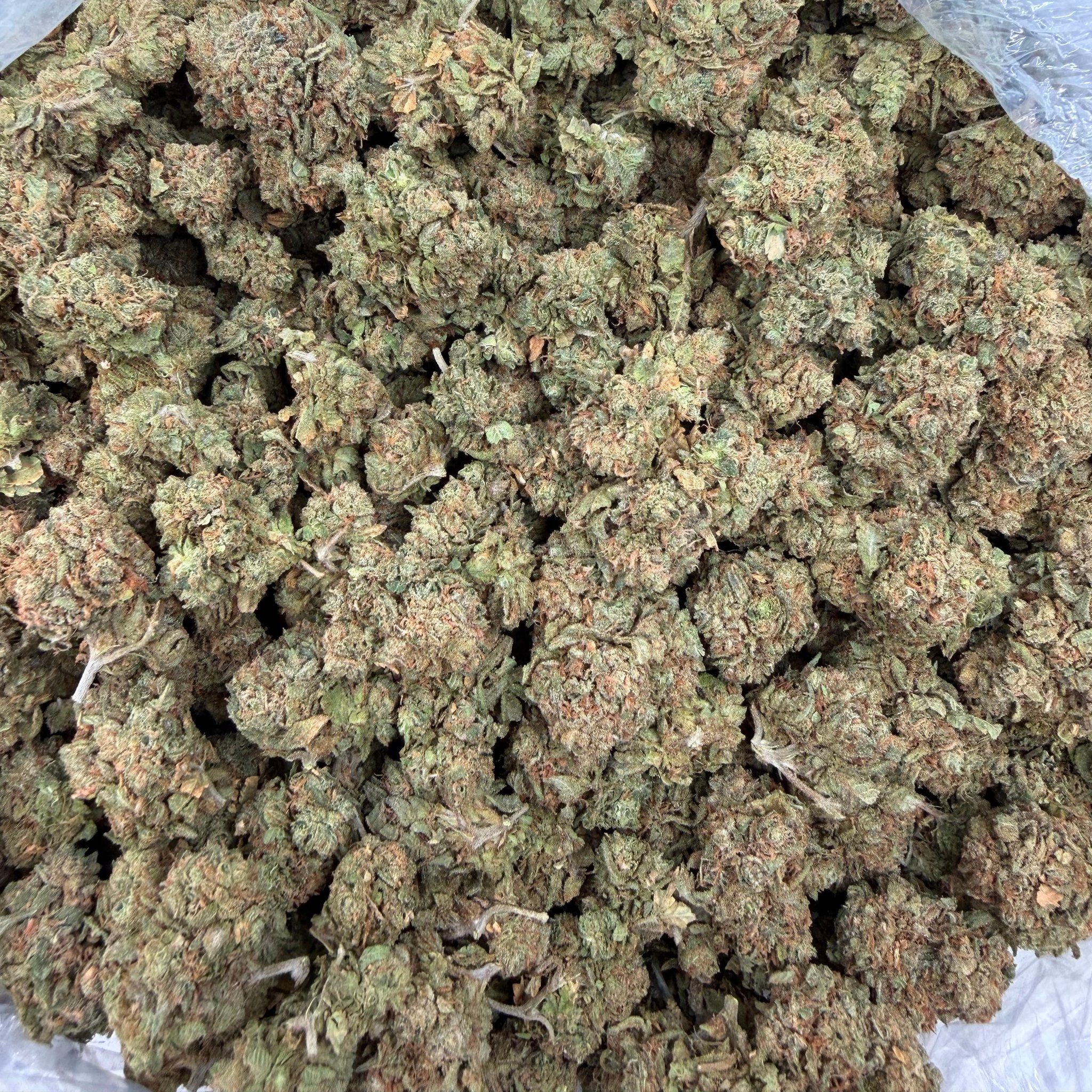 Guayaba bulk THCA flower — Plain Jane 1 lb